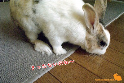 姑のようなぷりん 姑のようなぷりん