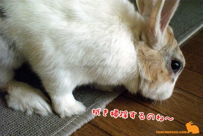拭き掃除 拭き掃除
