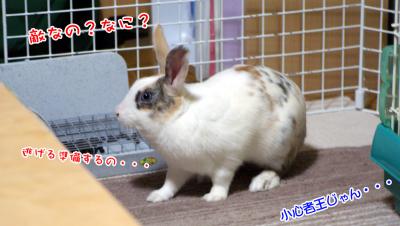 ぷりん百獣の王になれないかも