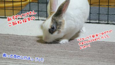 ぷりん百獣の王になれなかった