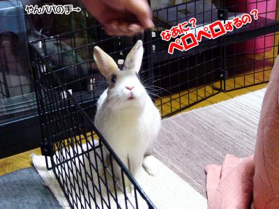 ペロペロぷりん