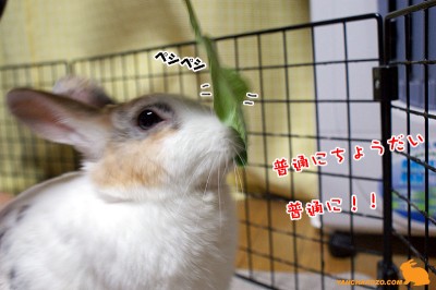 小松ちゃんでペシペシ