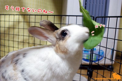 こまつちゃんにカプッ