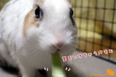 茎もいけるかもぉ