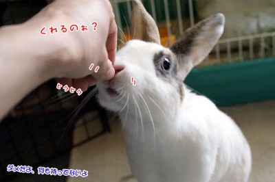 ぷりんもらえないの？