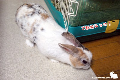 ご飯粒見っけ！