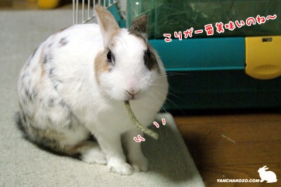 こりが一番