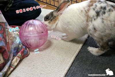 ぷりん、くーと遊ぶ? ぷりん、くーと遊ぶ?