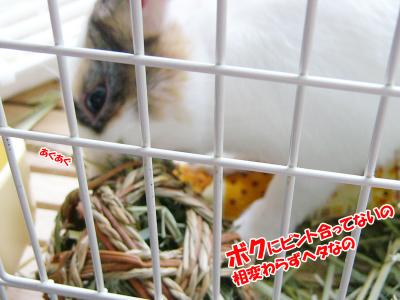 ぷりんランタンボール