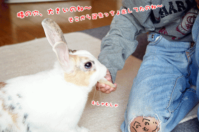 ぷりんりんご