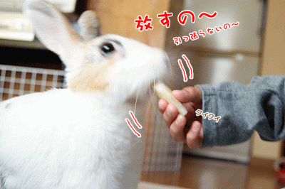 ぷりんk君りんごの取りっこ