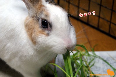 食べながら「なぁに？」