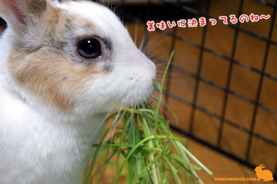 美味いに決まってる