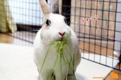 お鼻開いて「なぁに？」