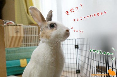 ちょこっぺのを貰おう・・・