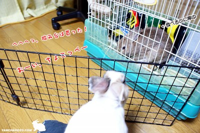 ぷりんおーい、ちょこっぺ