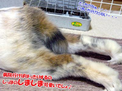 ぷりんしっぽ