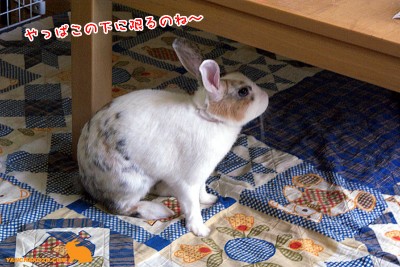 ここに限るのね～