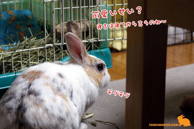 寝言は寝てから