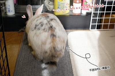 ぷりん捜査中 ぷりん捜査中