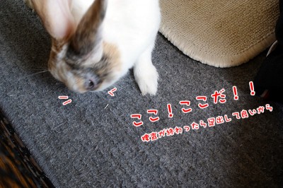 ぷりんここだ! ぷりんここだ!