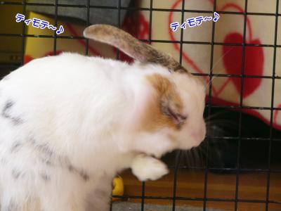 ぷりんティモテ