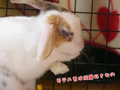 ぷりんティモテ02