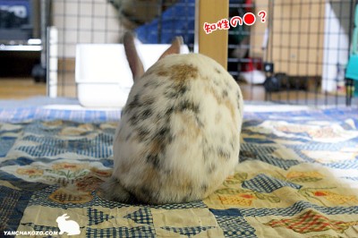 知性の●？