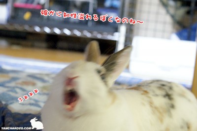 ぷりんふぁぁぁ