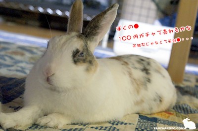 ぷりん知性溢れる・・・