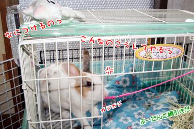 ぷりん綱引き？