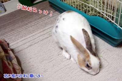ぷりん美味しい物みっけ