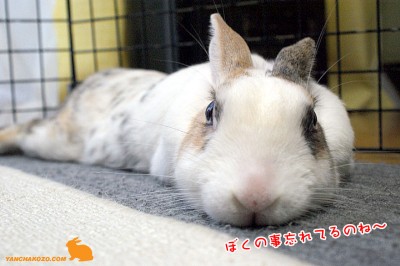 ぷりん忘れてるのね～