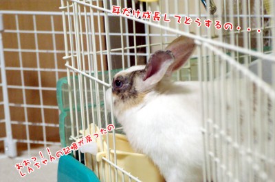 ぷりんTV見ながら食す