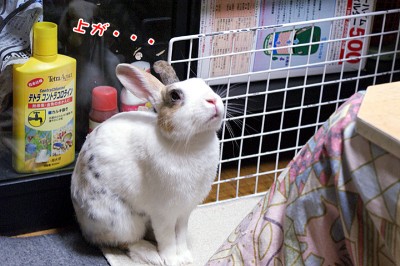 ぷりん上が・・・