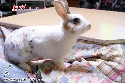 ぷりんやんパパの上から