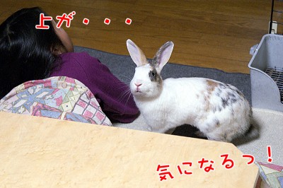ぷりん上が気になる