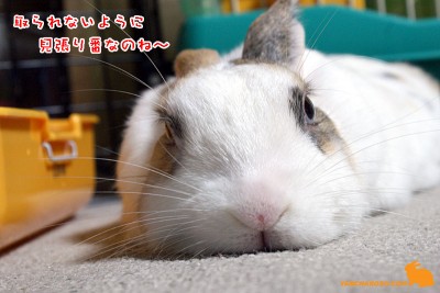 見張り番