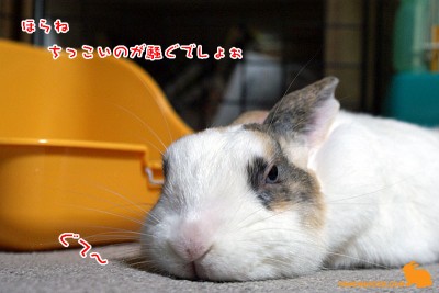 ほらね