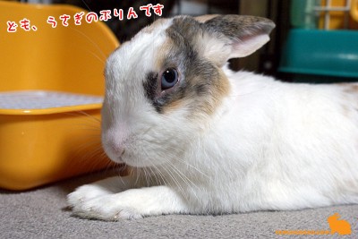 うさぎのぷりんです