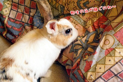 ぷりん野生の血が・・・