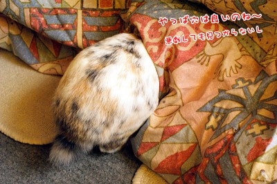 ぷりんこたつの中へ