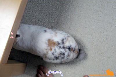 ぷりんを呼んでみる