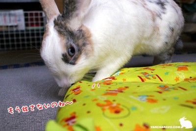 ぼくのざぶちゃん ぼくのざぶちゃん
