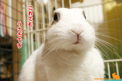 これでもうさぎ