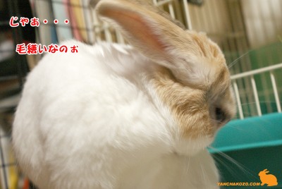 毛繕いなのね~