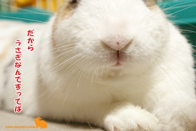 だからうさぎですってば