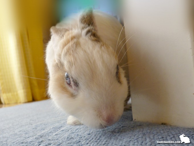 嗅ぐうさぎ。