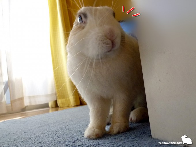 あっ、あいつだ！