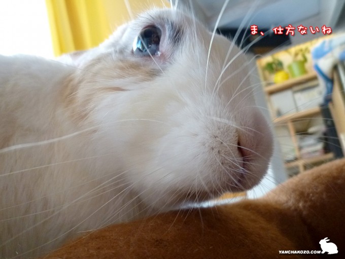 ま、仕方ないね